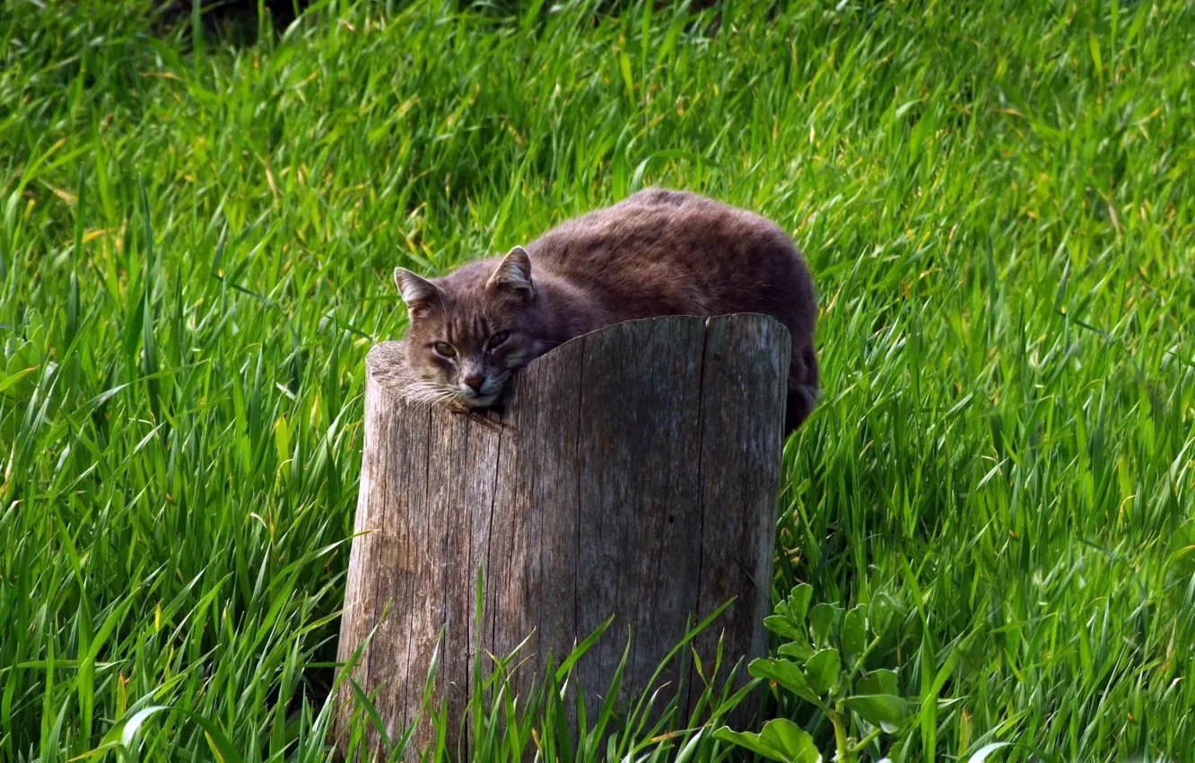 Photo wallpaper grass, cat, green, grey, background, stump, stump
