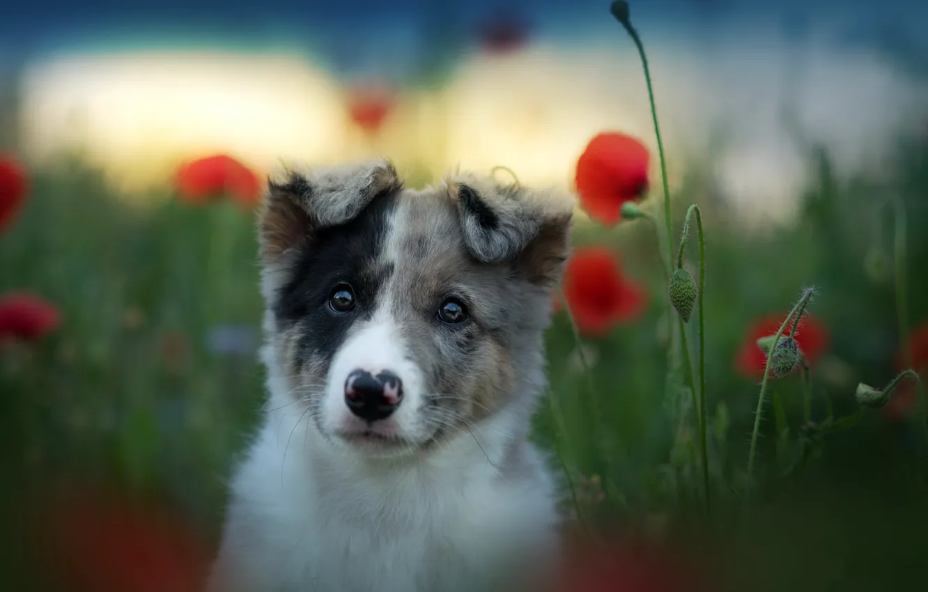 Photo wallpaper summer, nature, each, dog