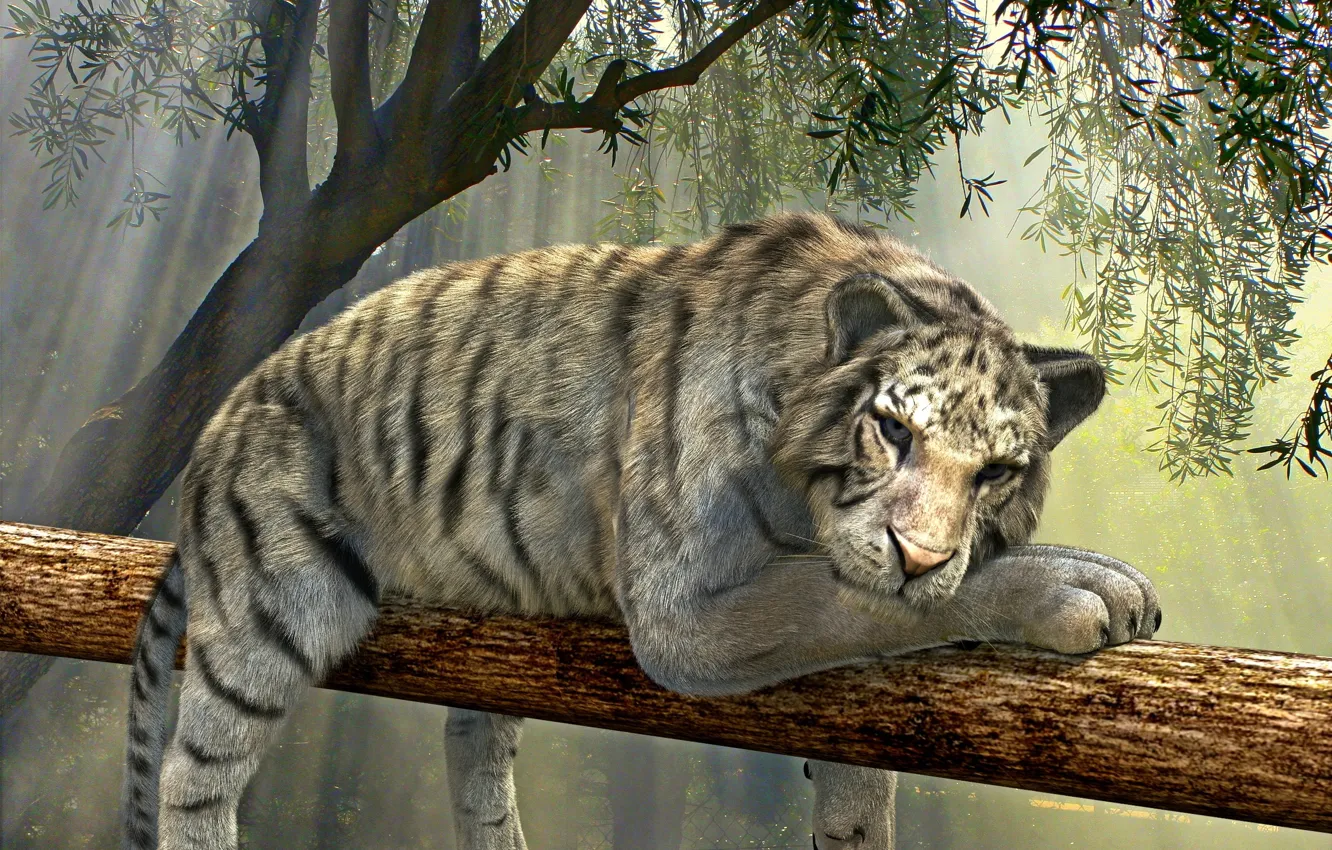 Photo wallpaper white, look, face, rays, light, trees, nature, tiger
