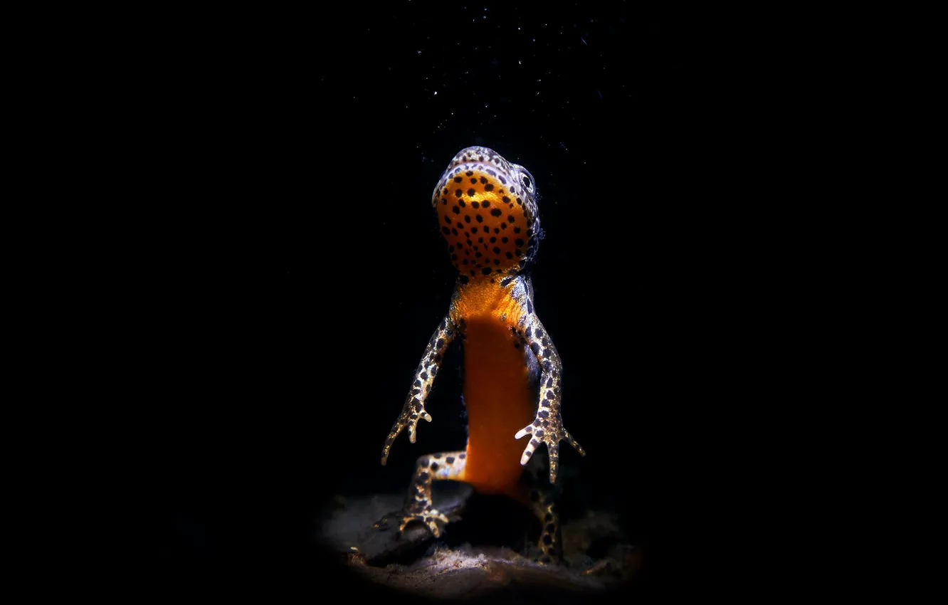 Photo wallpaper nature, background, Triton