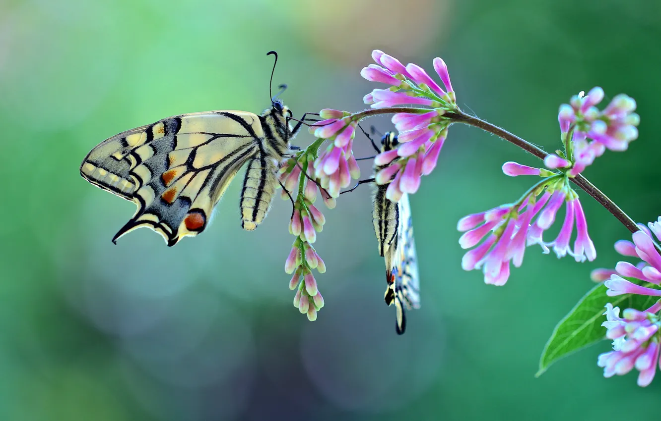 Photo wallpaper butterfly, a couple, flowers