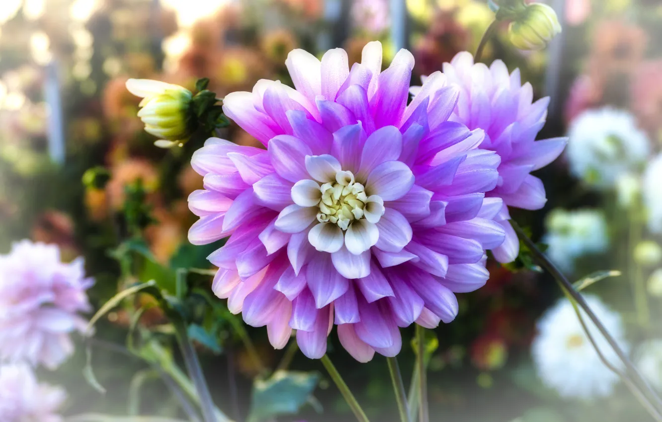 Photo wallpaper macro, flowers, garden, lilac, bokeh, dahlias