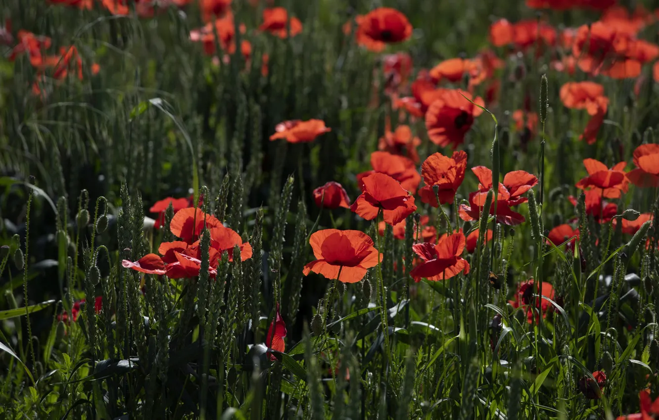 Photo wallpaper greens, summer, flowers, red, Maki, bokeh, poppy field