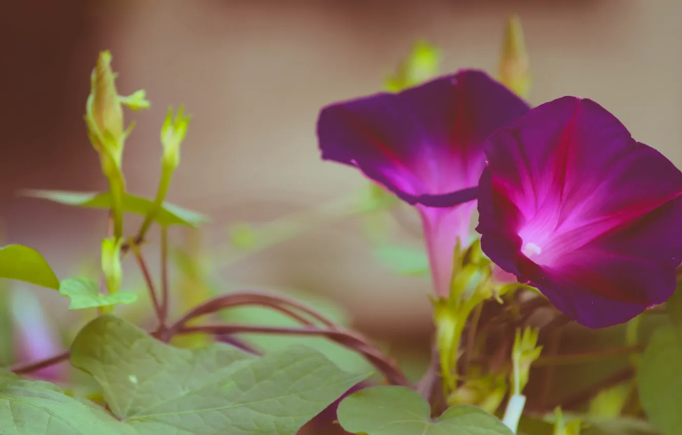 Photo wallpaper leaves, macro, flowers, pink, lilac, vines, bindweed, morning glory
