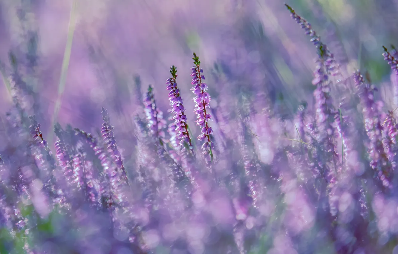 Photo wallpaper light, flowers, nature, glare, background, glade, blur, pink
