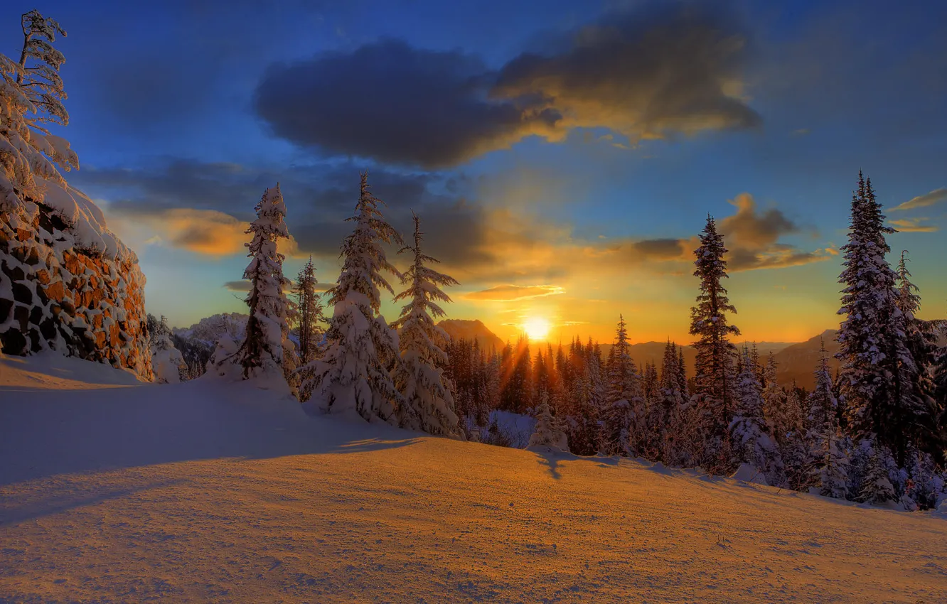 Photo wallpaper winter, forest, the sky, clouds, snow, sunset, nature, tree