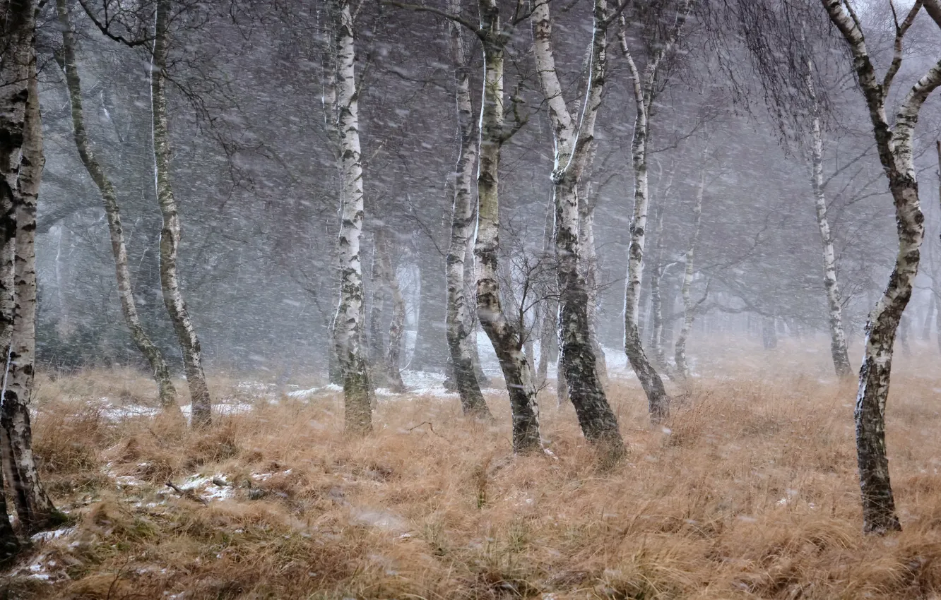Photo wallpaper winter, Blizzard, birch