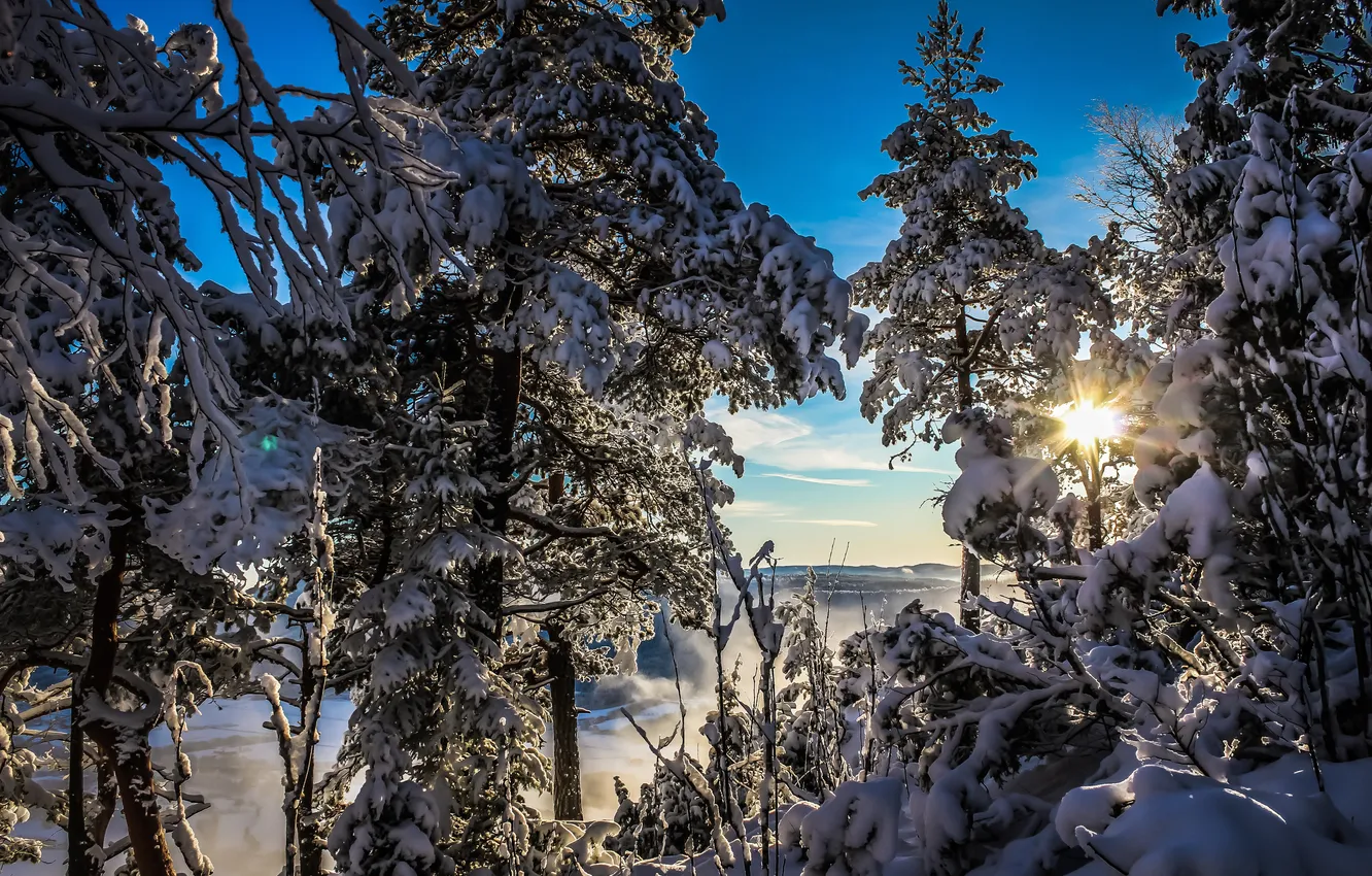 Photo wallpaper winter, frost, forest, the sky, the sun, snow, trees, branches