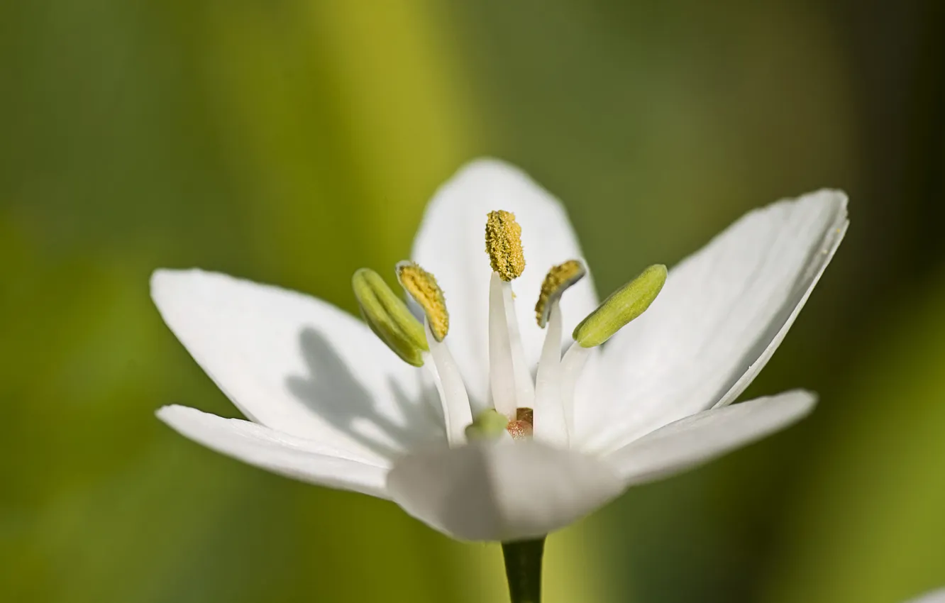 Photo wallpaper macro, focus, petals, stamens, white
