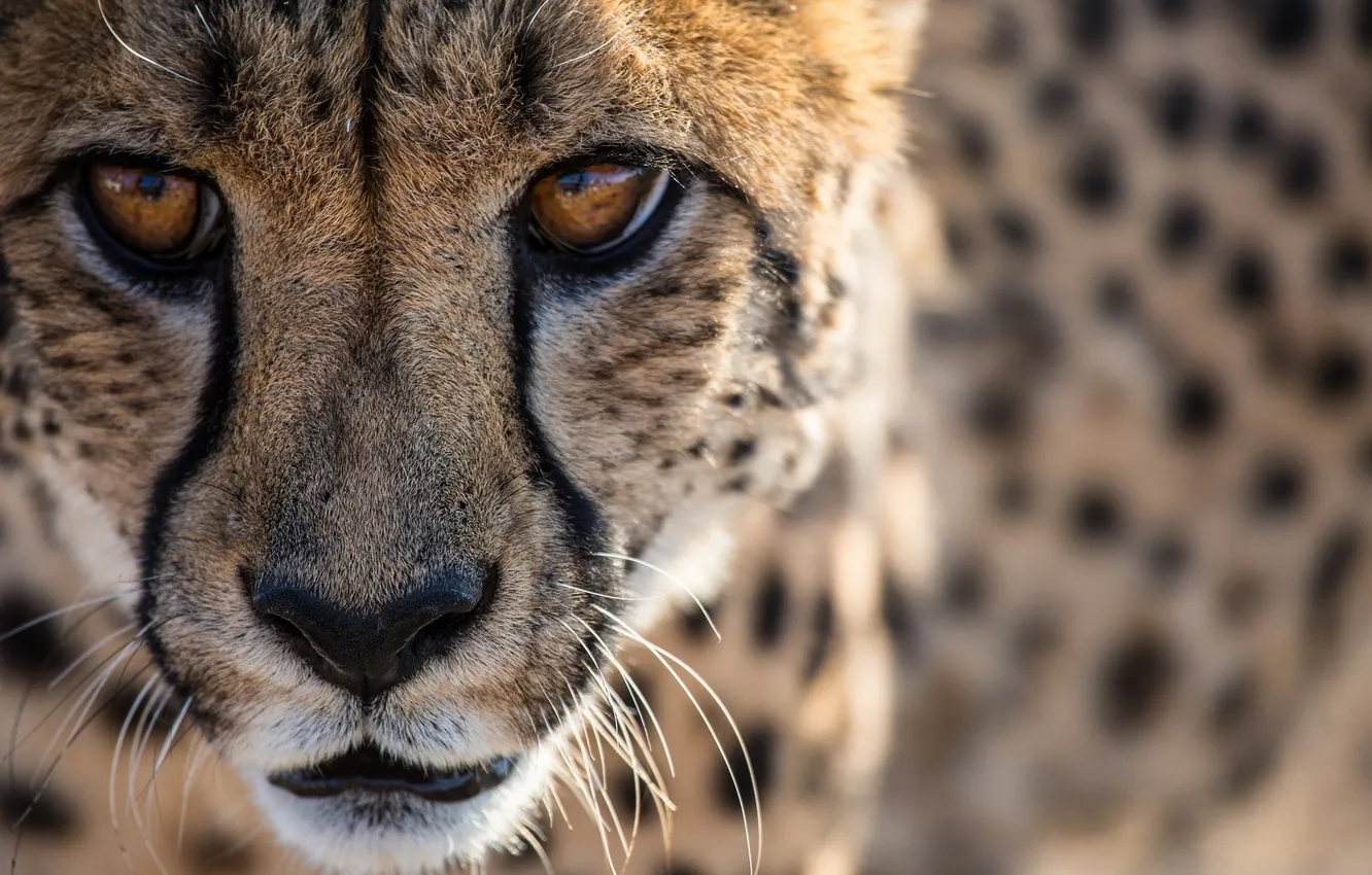 Photo wallpaper face, portrait, predator, Cheetah, wild cat