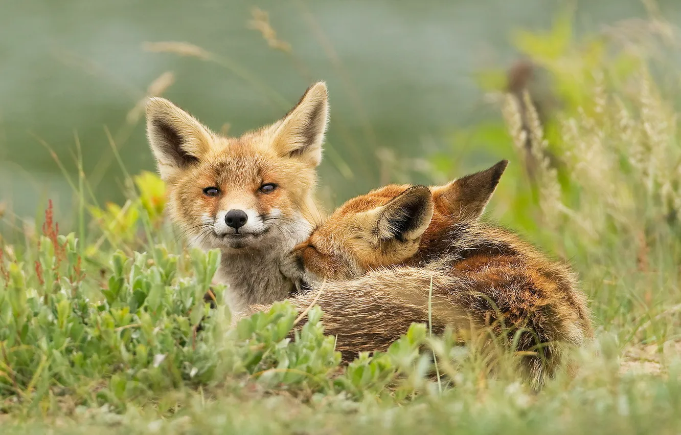 Photo wallpaper nature, background, Fox