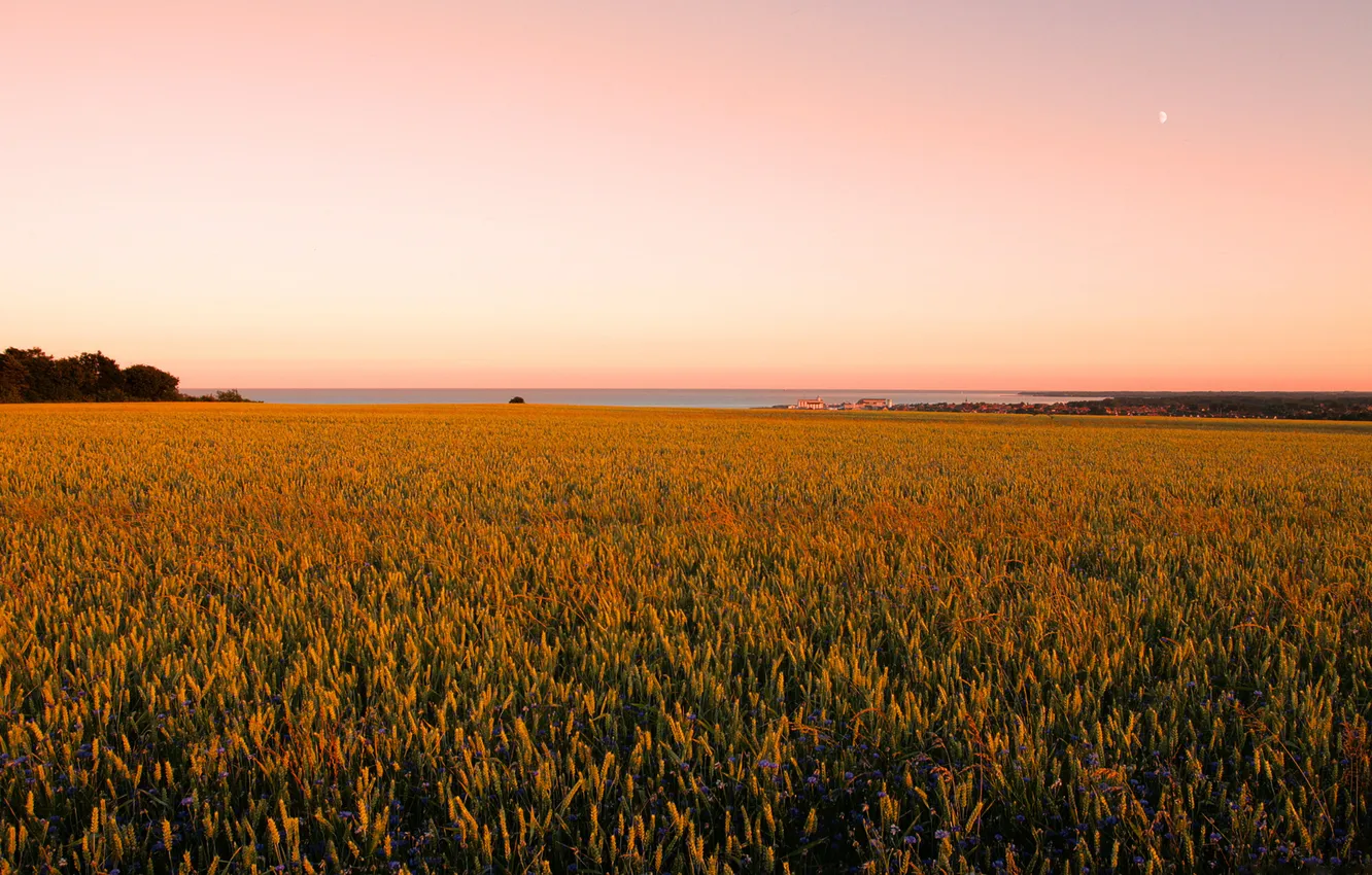 Photo wallpaper field, the sky, landscape, photo, Wallpaper