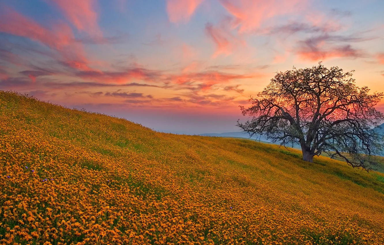 Photo wallpaper field, sunset, flowers, tree, hills, glade