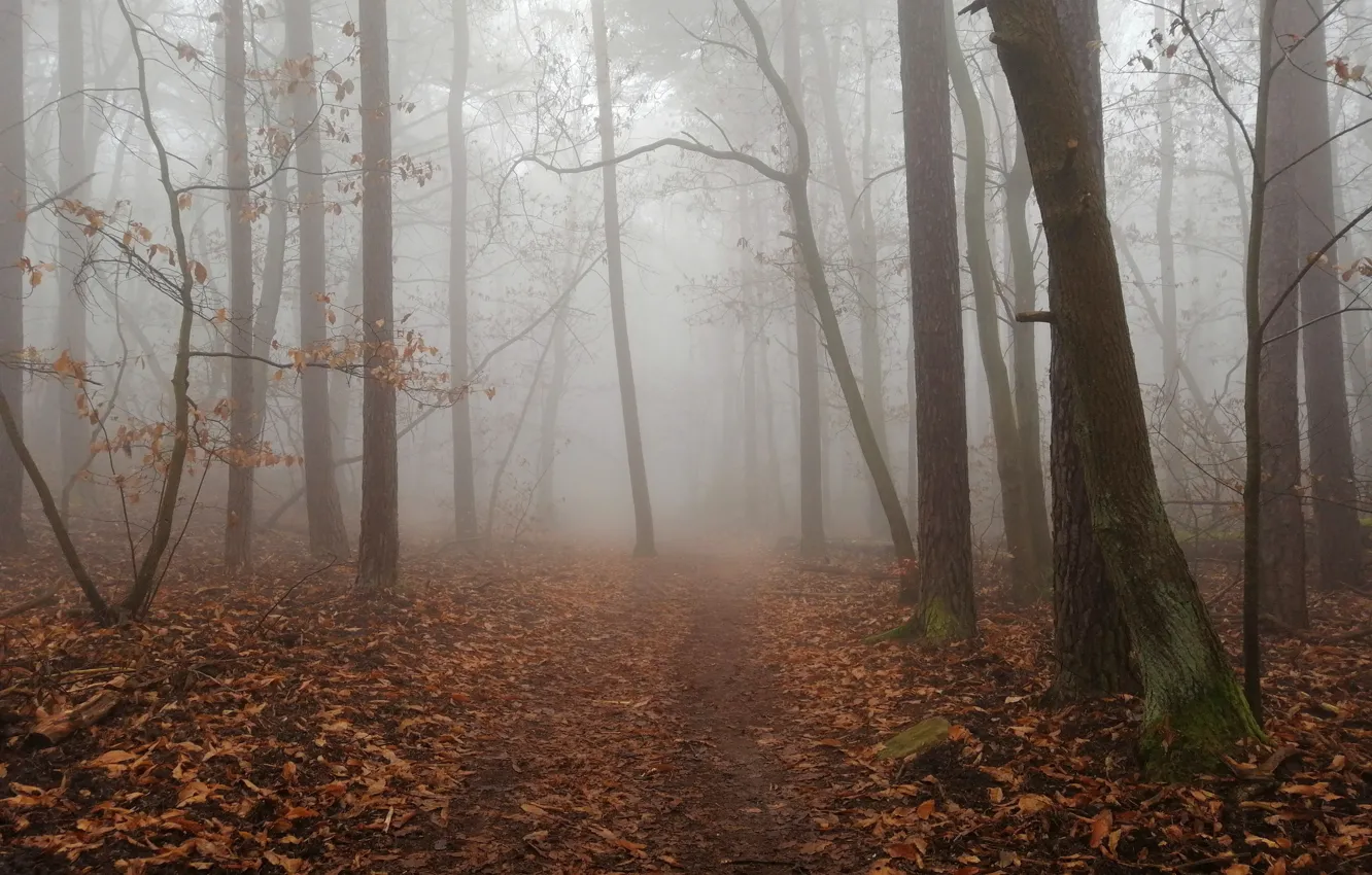 Photo wallpaper autumn, forest, leaves, trees, nature, fog, path