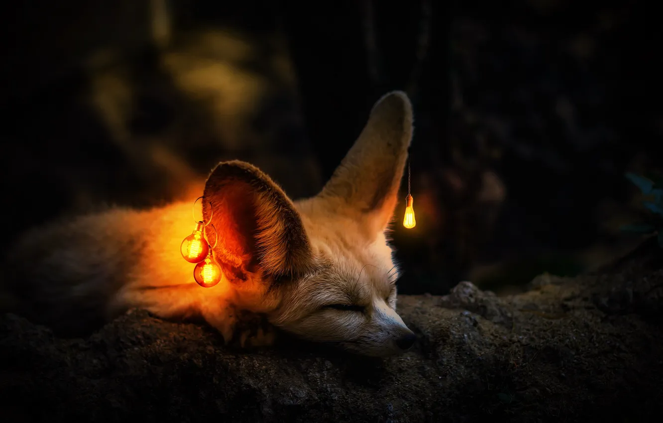 Photo wallpaper light, Fox, light bulb, ears, Fenech