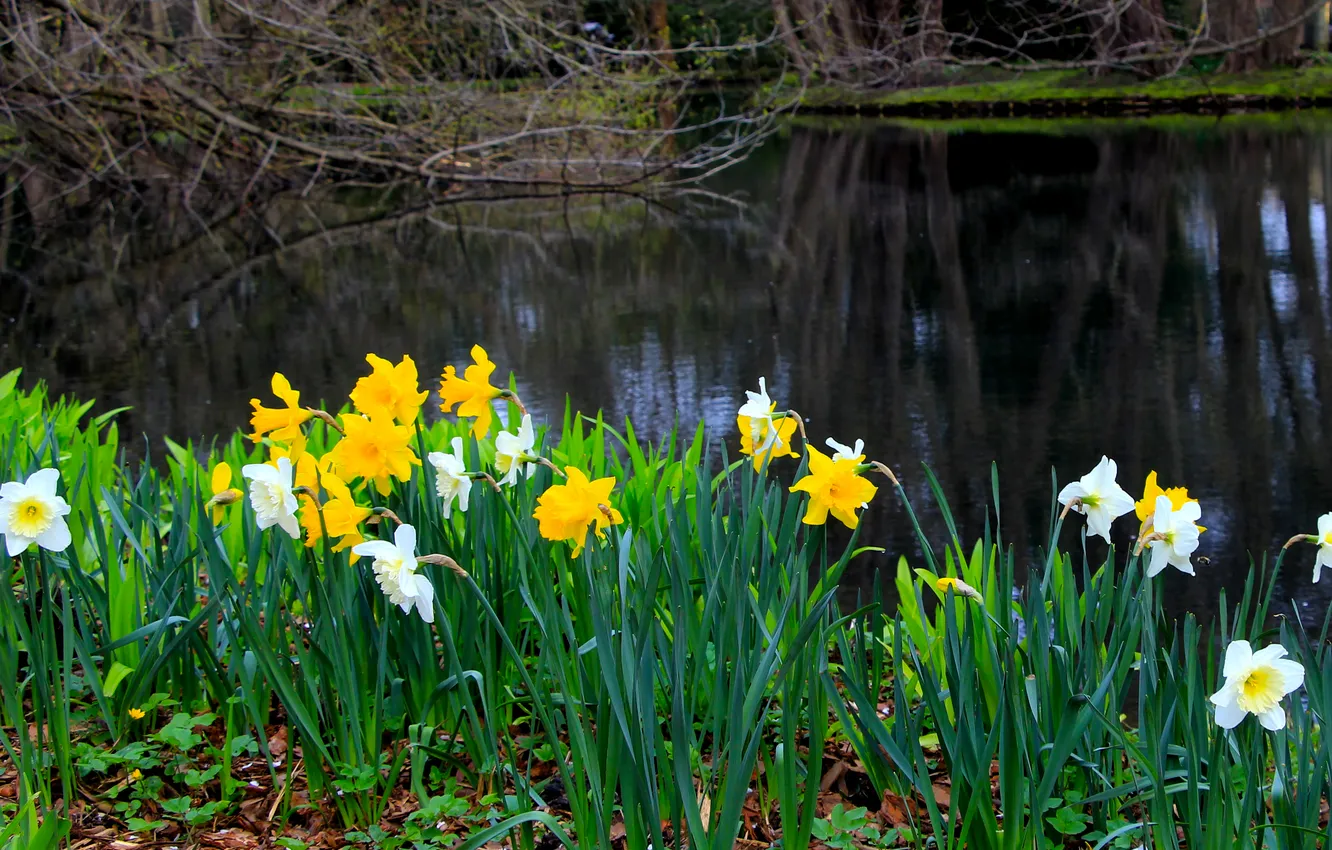 Photo wallpaper flower, spring, daffodils, narcissi