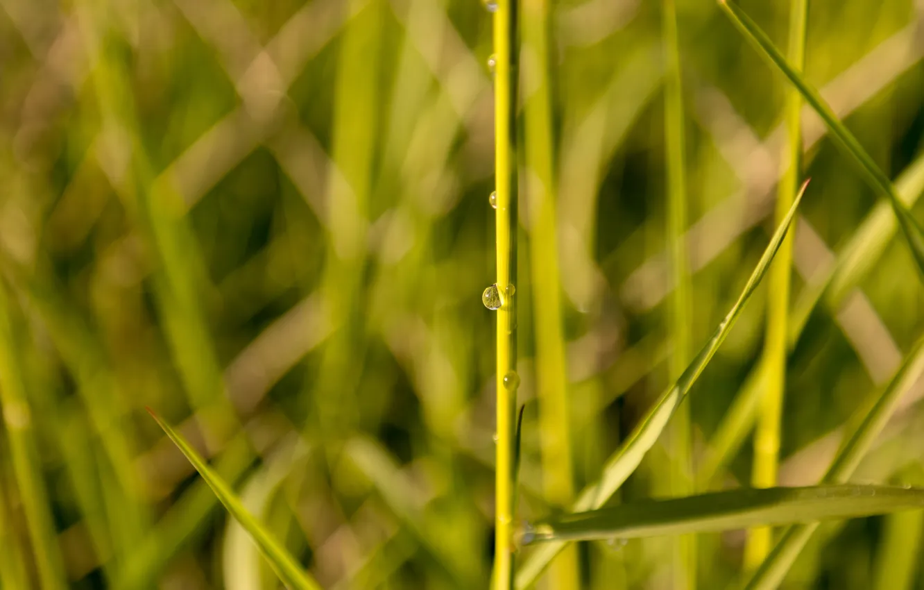 Photo wallpaper grass, water, spring, reflection, sunlight, meadow, Droplet