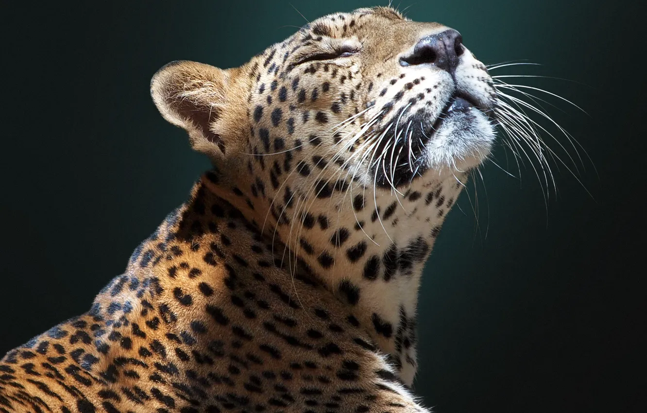 Photo wallpaper face, background, Jaguar, wild cat