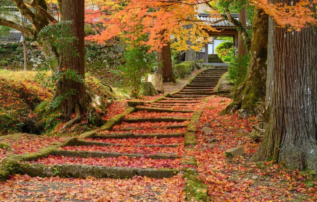 Photo wallpaper Nature, Road, Autumn, Japan, Ladder, Temple, Steps