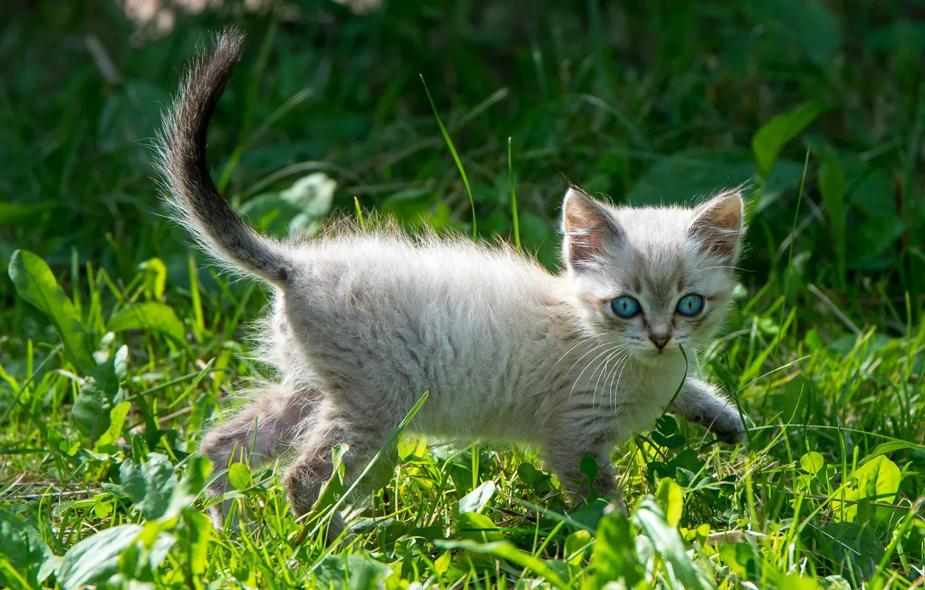 Photo wallpaper cat, grass, glade, kitty, blue eyes
