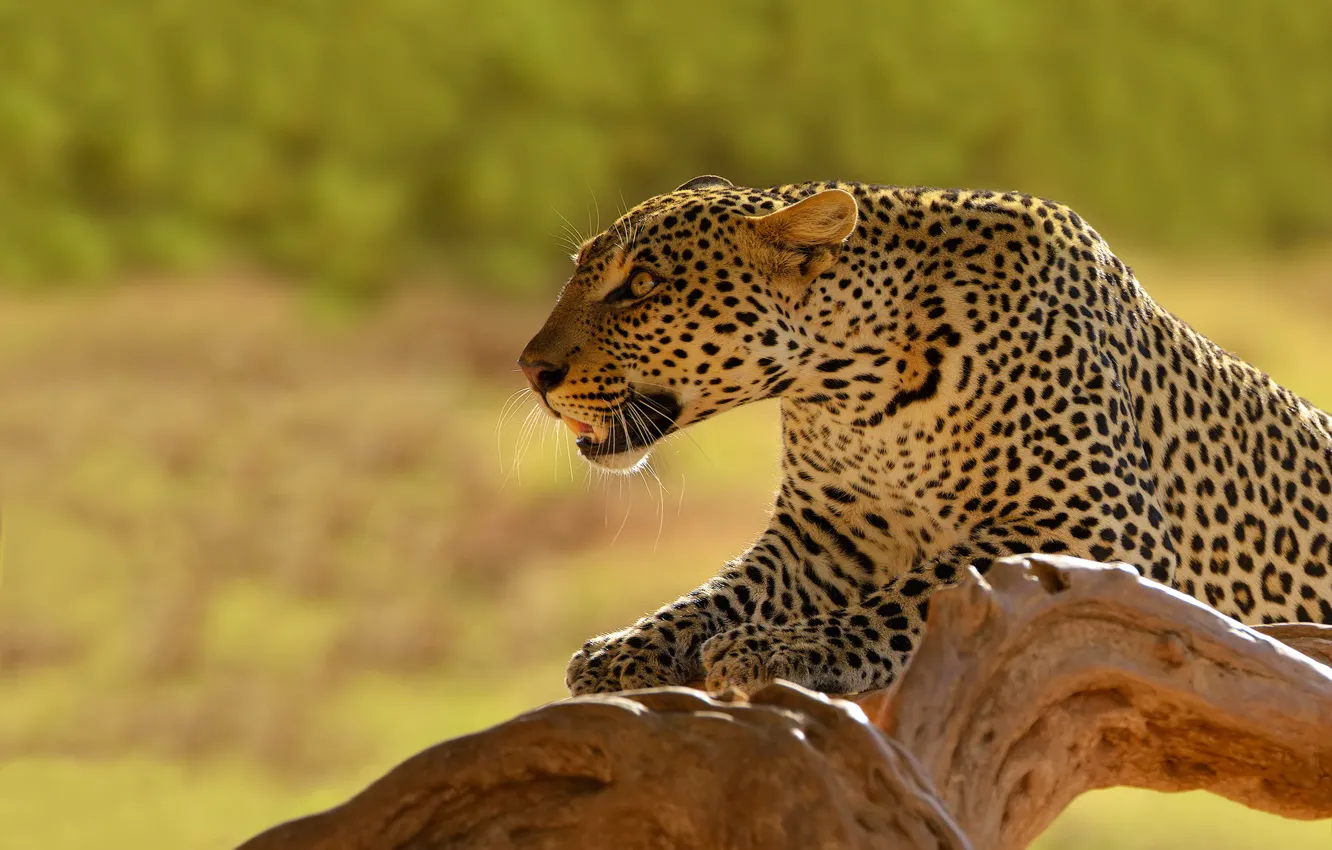 Photo wallpaper background, predator, leopard, snag, Kenya, dick cat