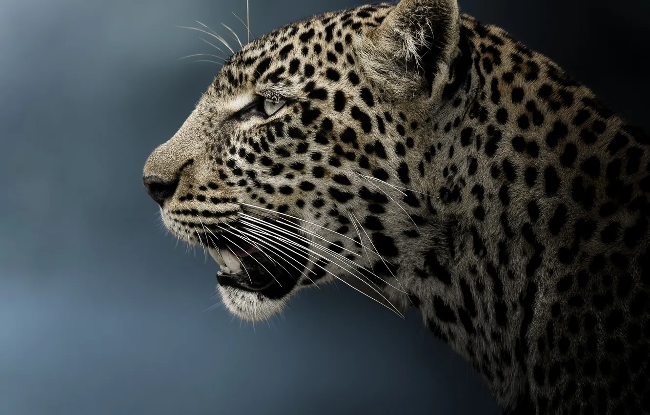 Photo wallpaper face, background, portrait, leopard, profile, wild cat