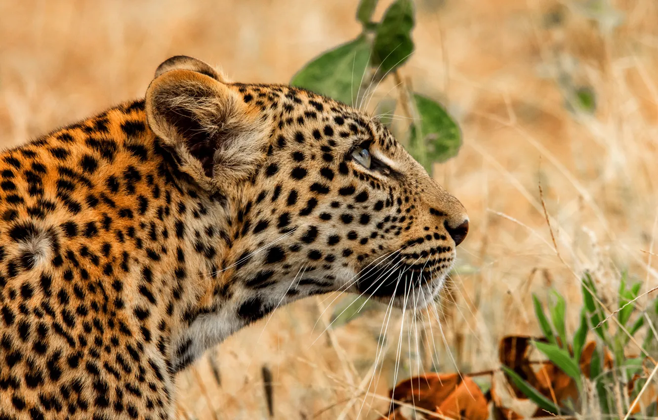Photo wallpaper nature, portrait, leopard, profile, fashion