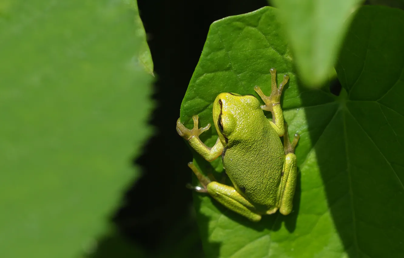 Photo wallpaper leaves, green, frog