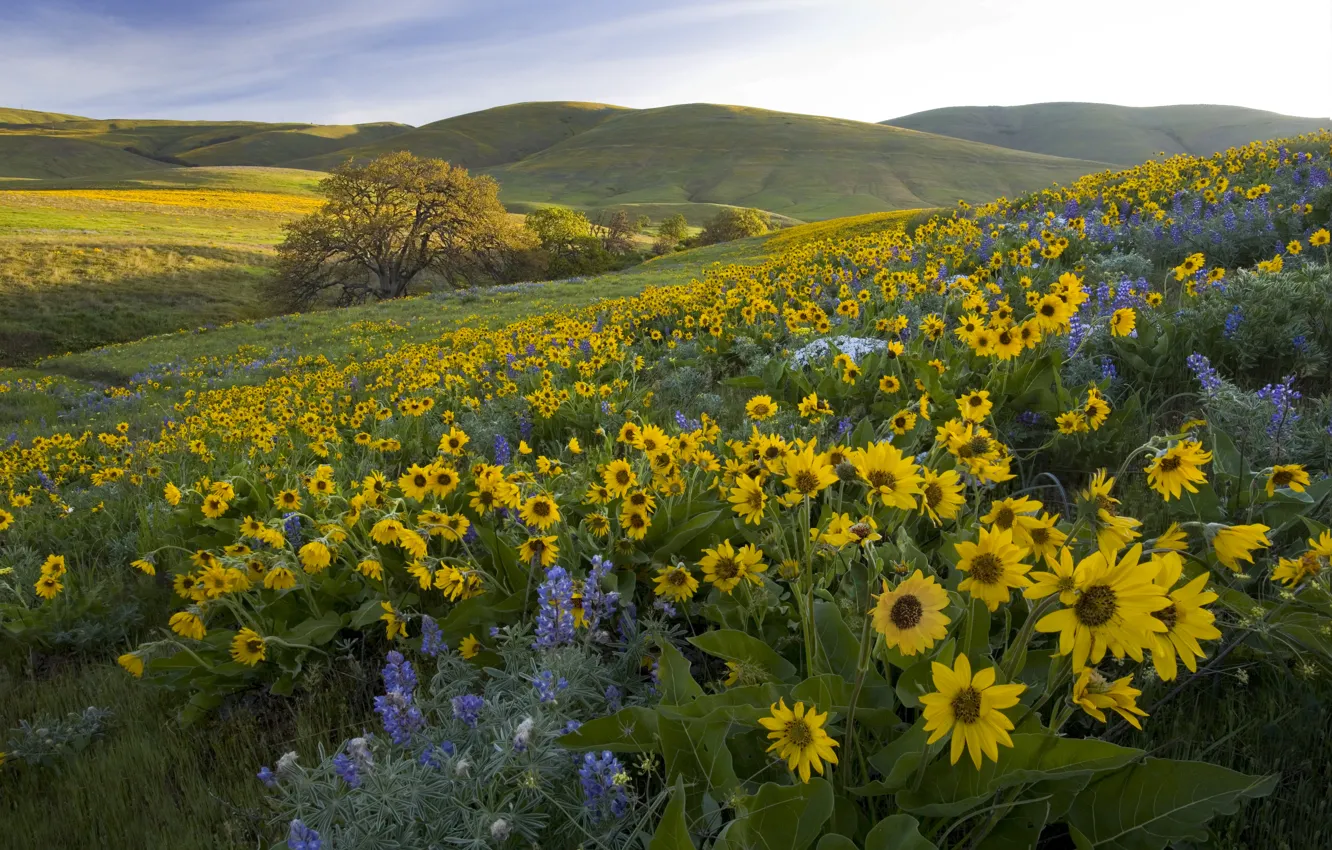 Photo wallpaper flowers, hills, meadow, Washington, Washington, lupins, balsamorhiza, Park Columbia Hills