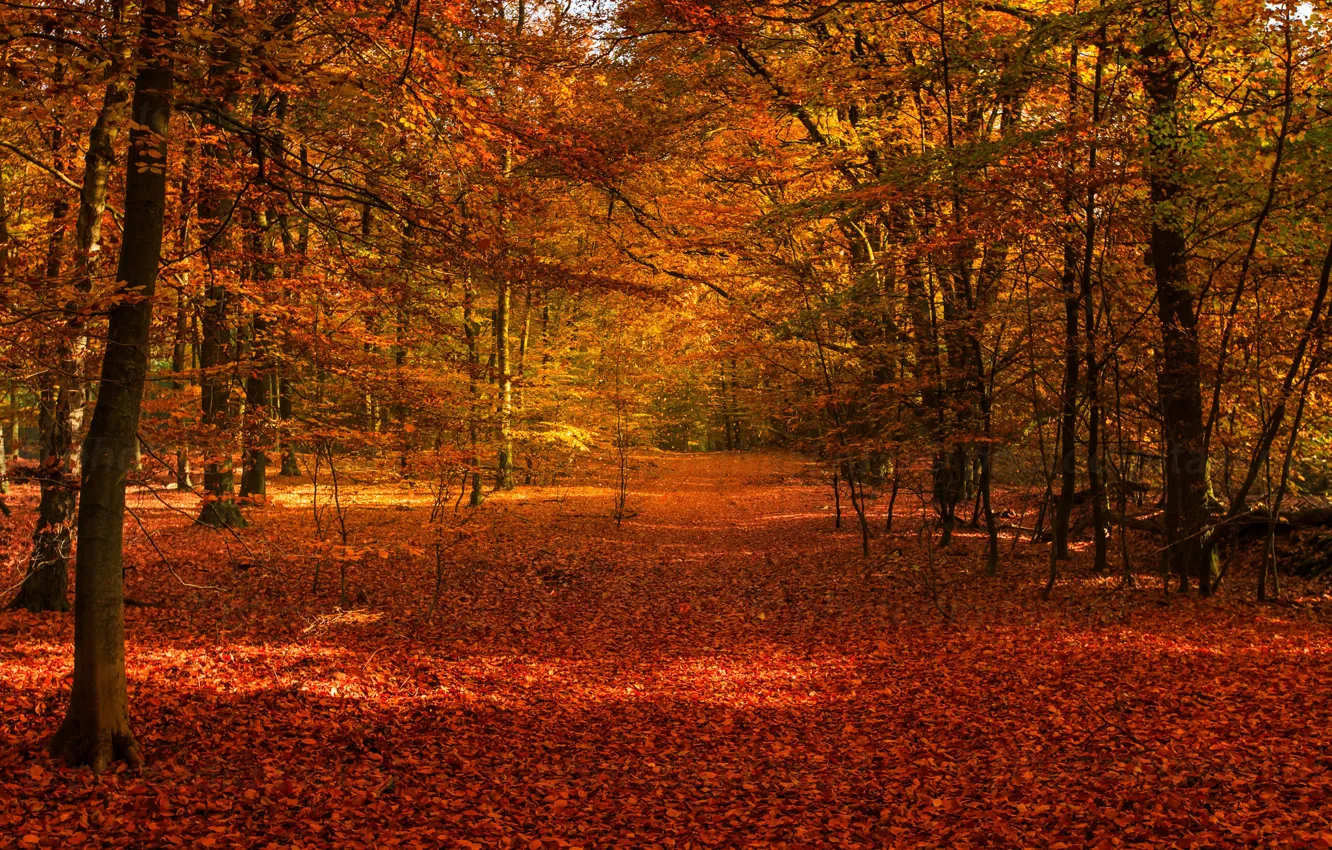 Photo wallpaper autumn, forest, trees, foliage, the colors of autumn