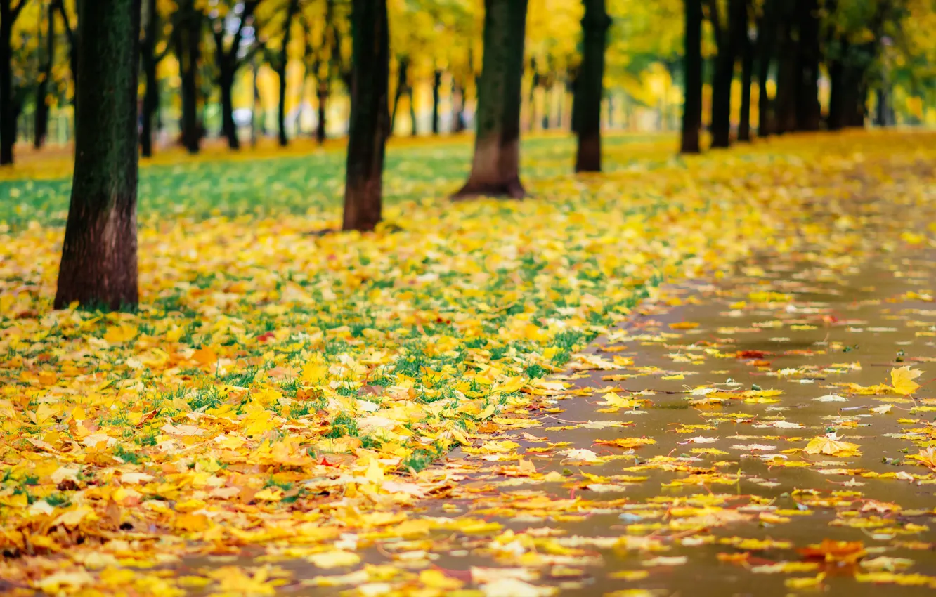 Photo wallpaper autumn, leaves, trees, Park, trail, nature, yellow, park