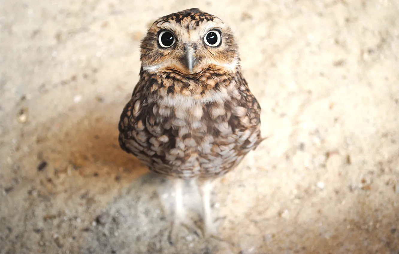 Photo wallpaper owl, bird, looks, owlet