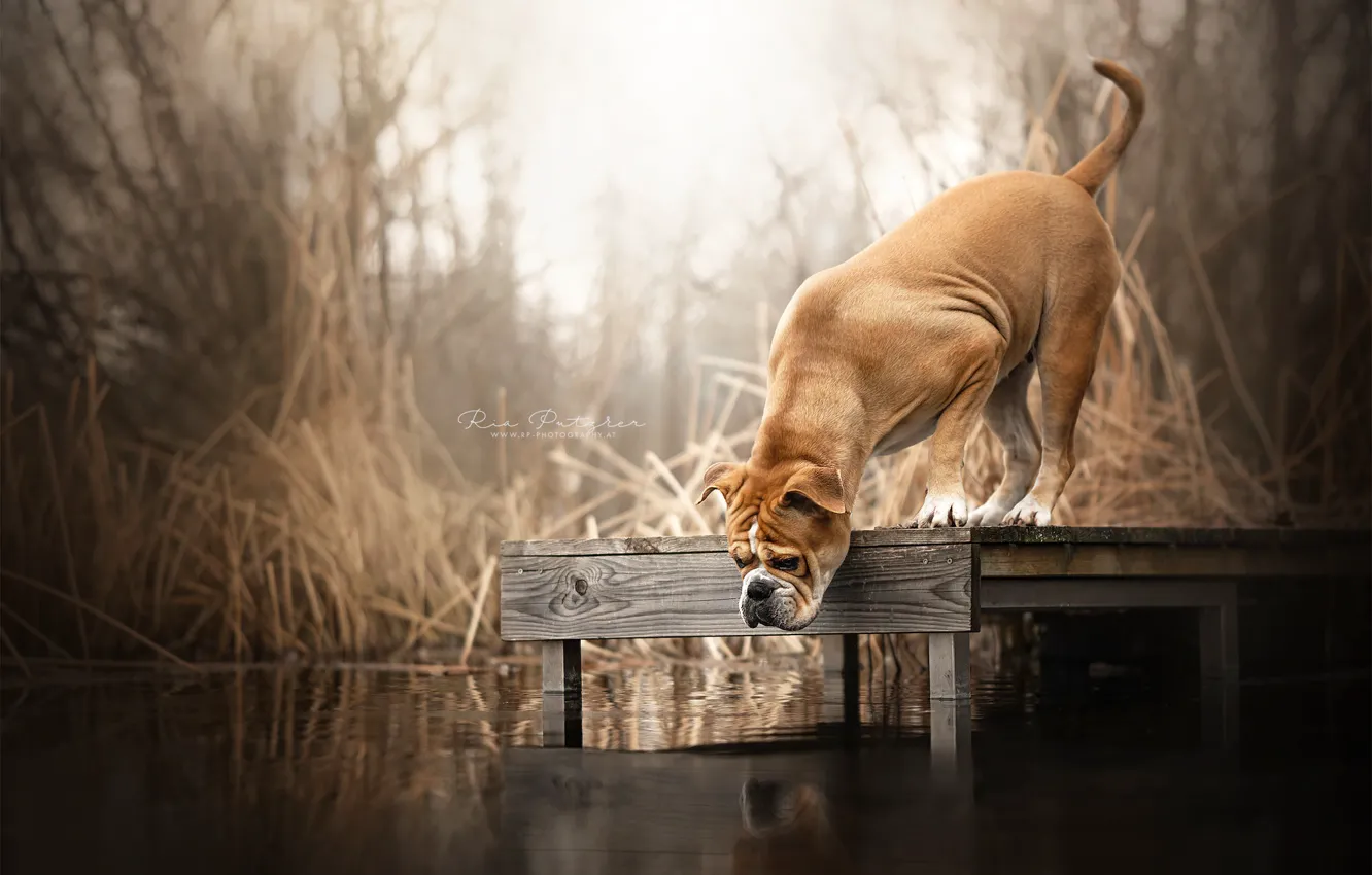 Photo wallpaper bridge, river, dog
