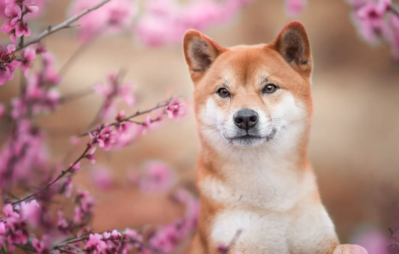 Photo wallpaper dog, look, flowers, portrait, Shiba, bokeh, face, flowering