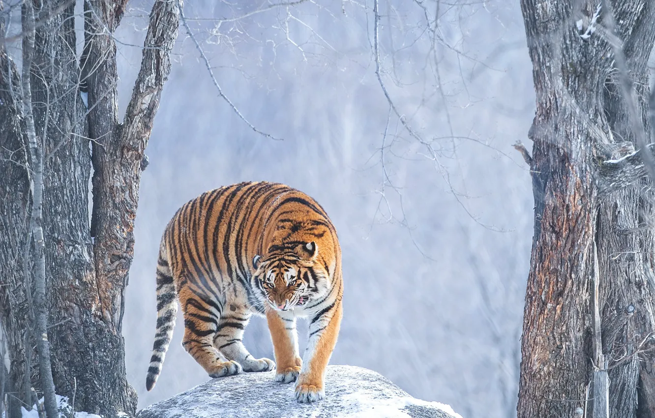 Photo wallpaper winter, frost, forest, snow, trees, branches, tiger, pose