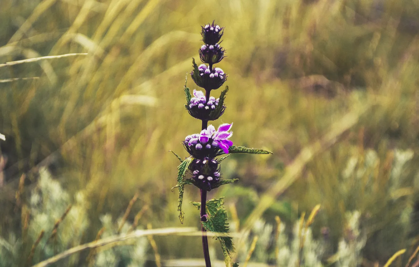 Photo wallpaper flowers, lonely