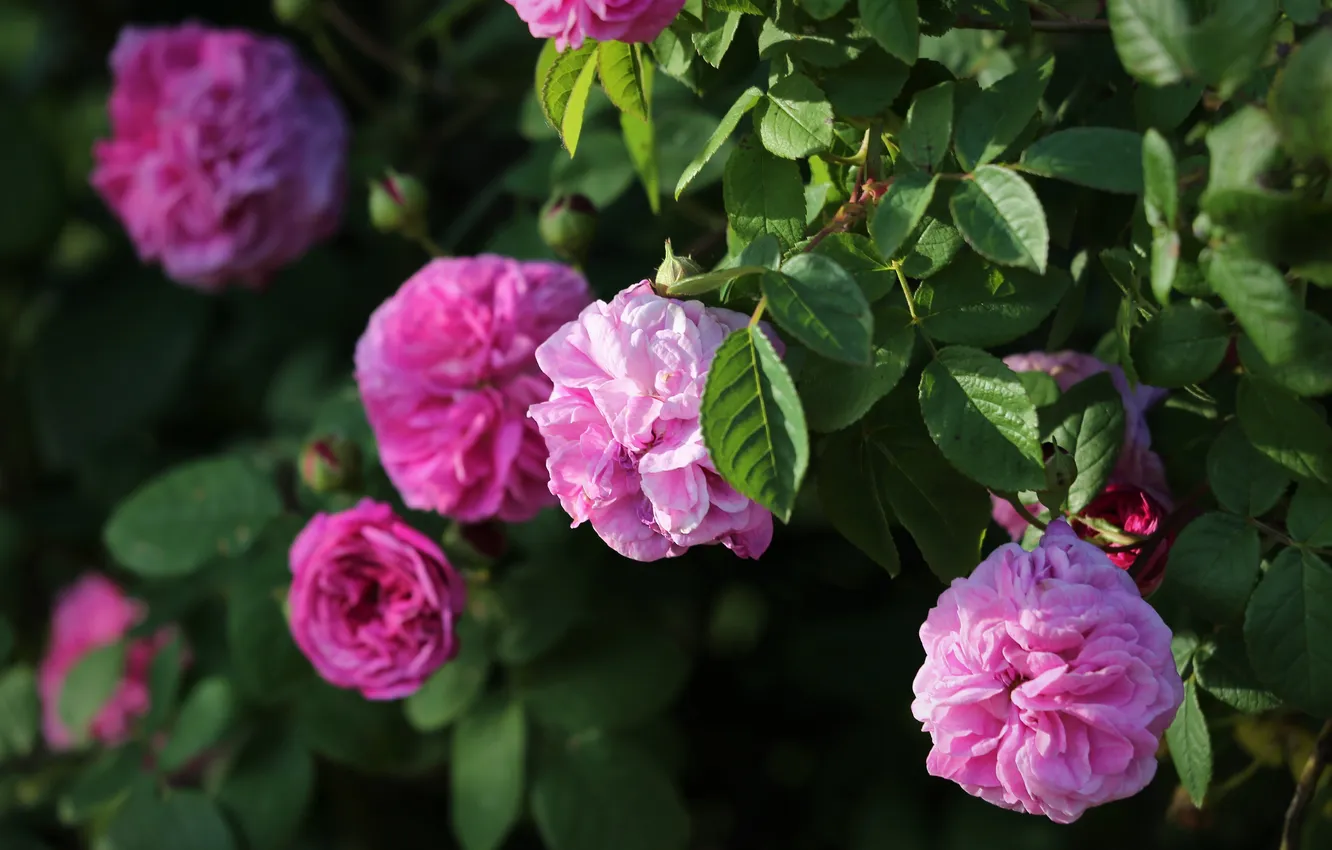 Photo wallpaper summer, leaves, light, flowers, branches, the dark background, roses, garden