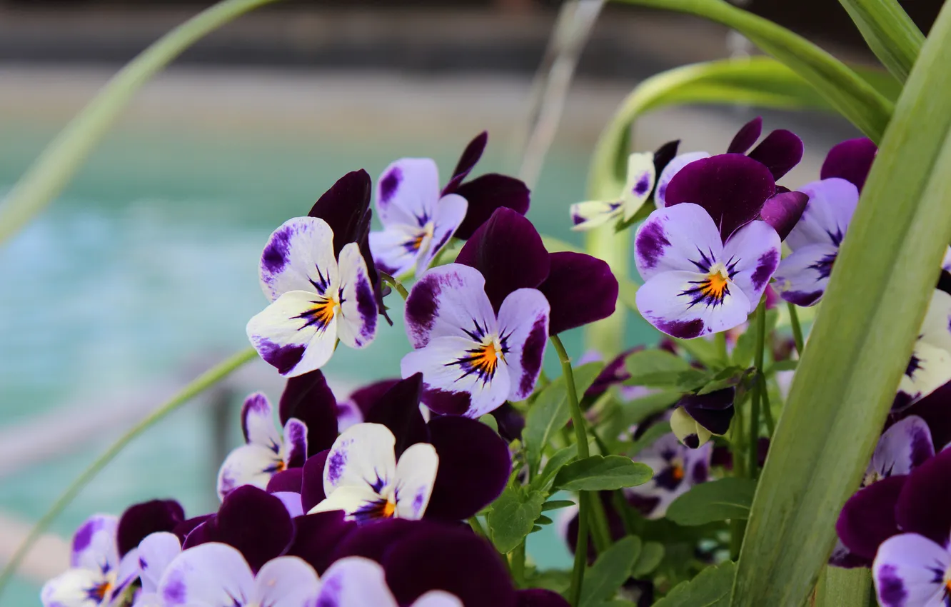 Photo wallpaper flowers, spring, Pansy, viola