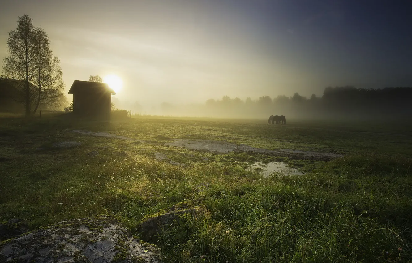 Photo wallpaper field, landscape, nature, fog, house, horses, morning