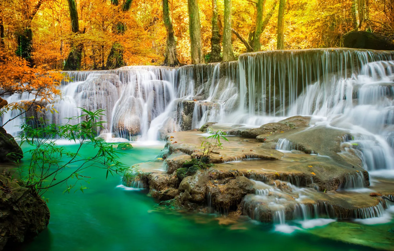 Photo wallpaper autumn, forest, trees, branches, nature, Park, stones, rocks