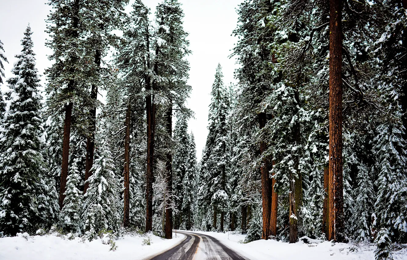 Photo wallpaper winter, road, forest, snow, trees