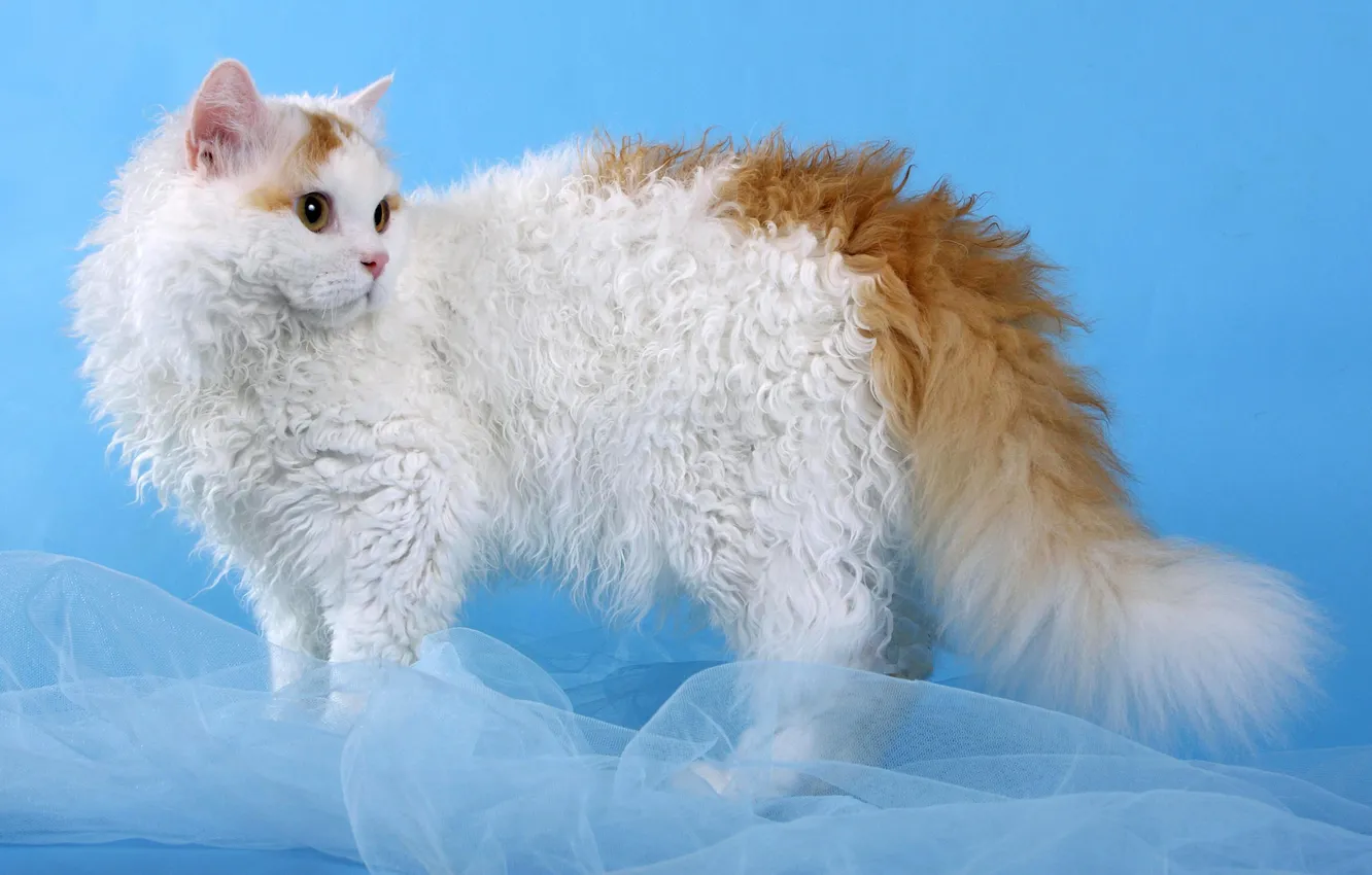 Photo wallpaper cat, cat, Selkirk Rex