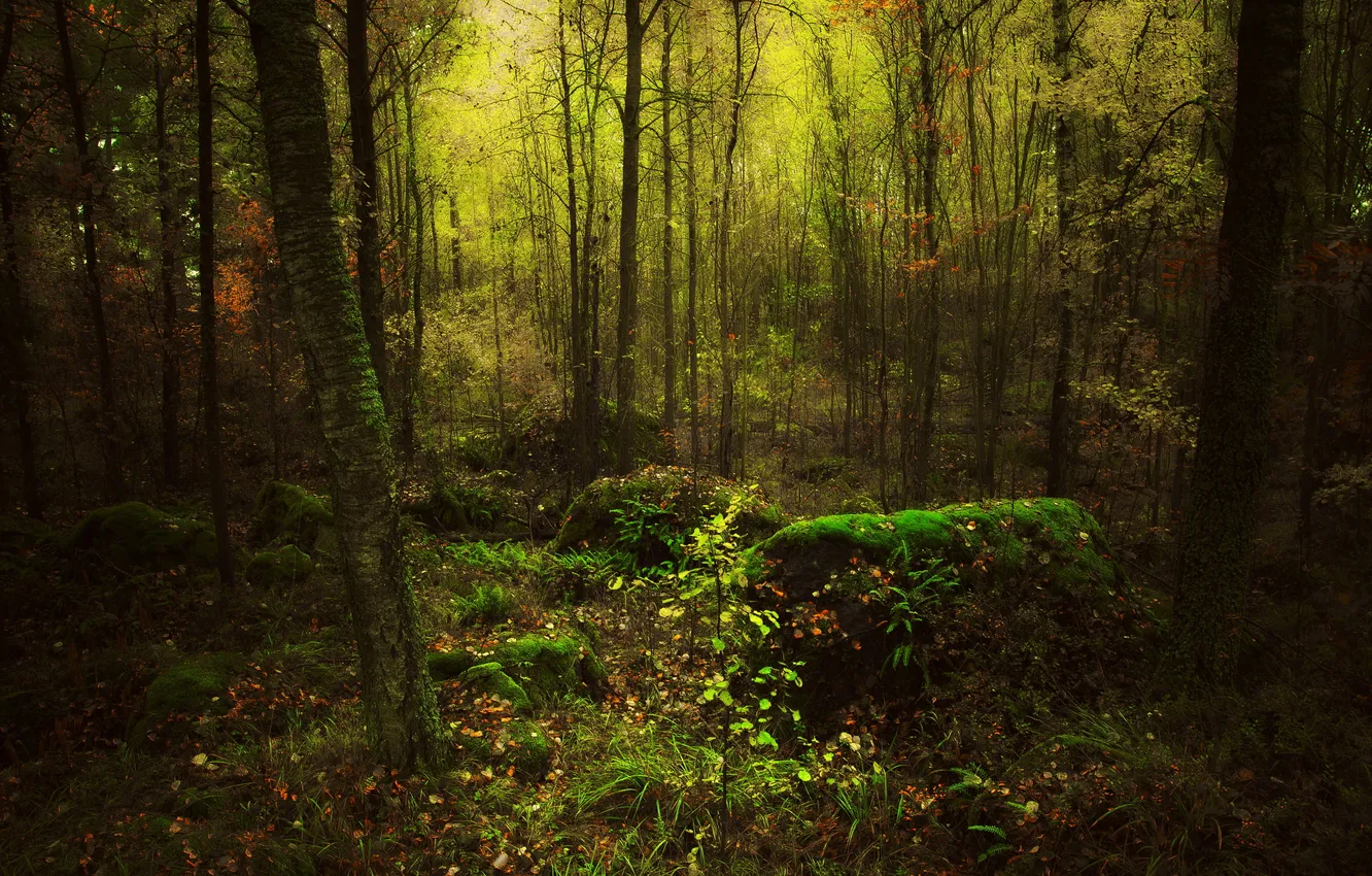 Photo wallpaper autumn, forest, leaves, moss, the thicket