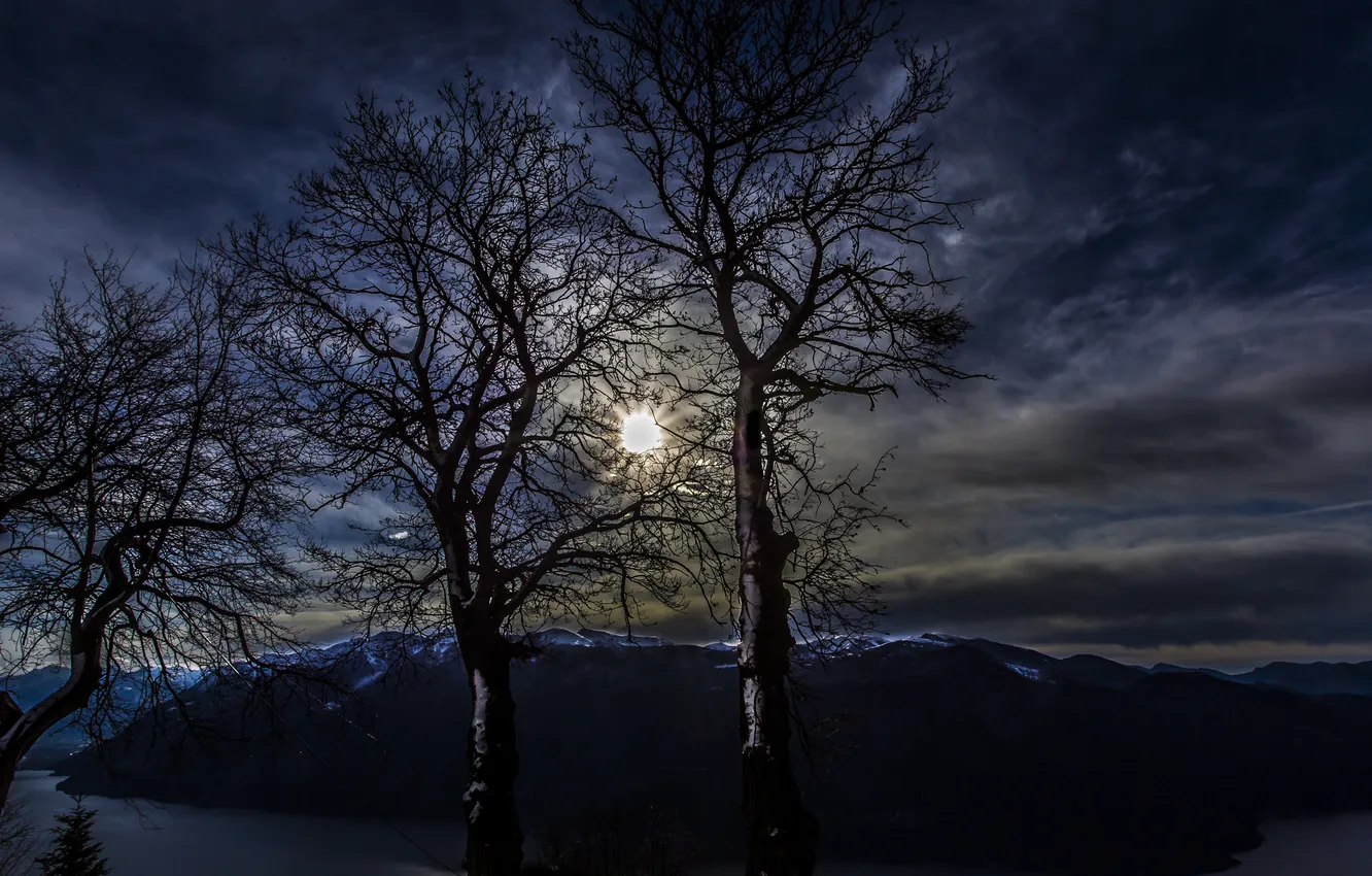 Photo wallpaper the sky, trees, landscape, night, branches, nature, silhouettes
