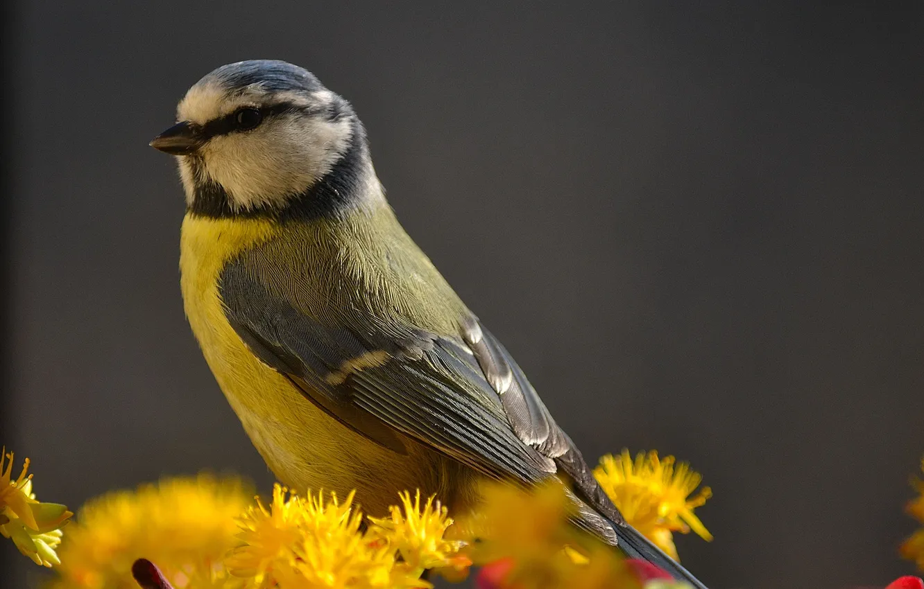 Photo wallpaper flowers, yellow, bird, tit