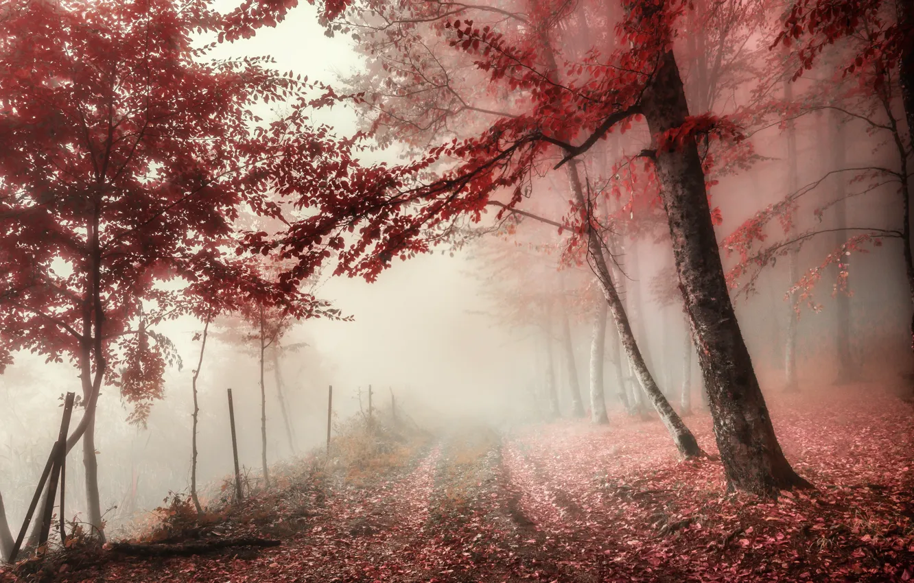 Photo wallpaper fog, road, autumn