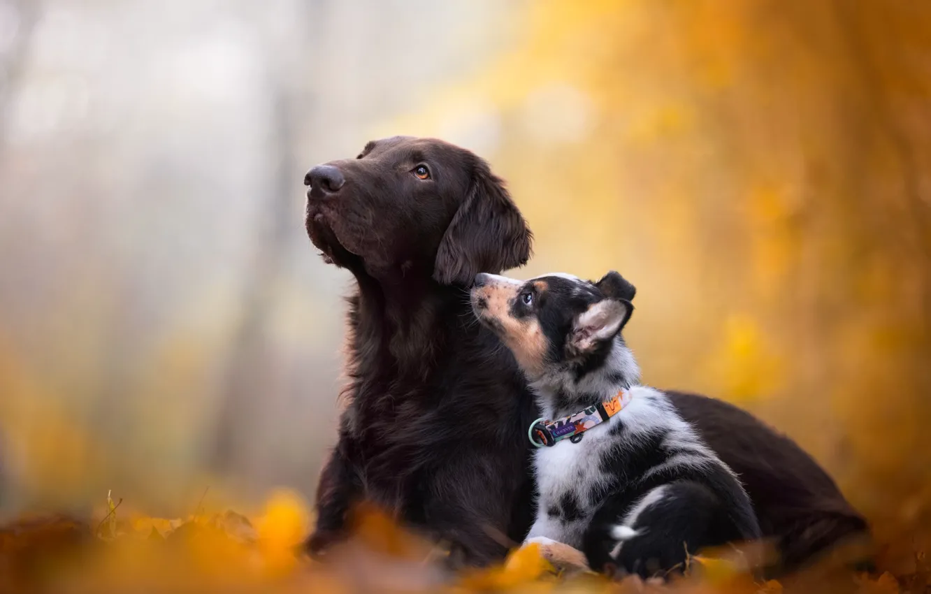 Photo wallpaper autumn, a couple, bokeh, two dogs
