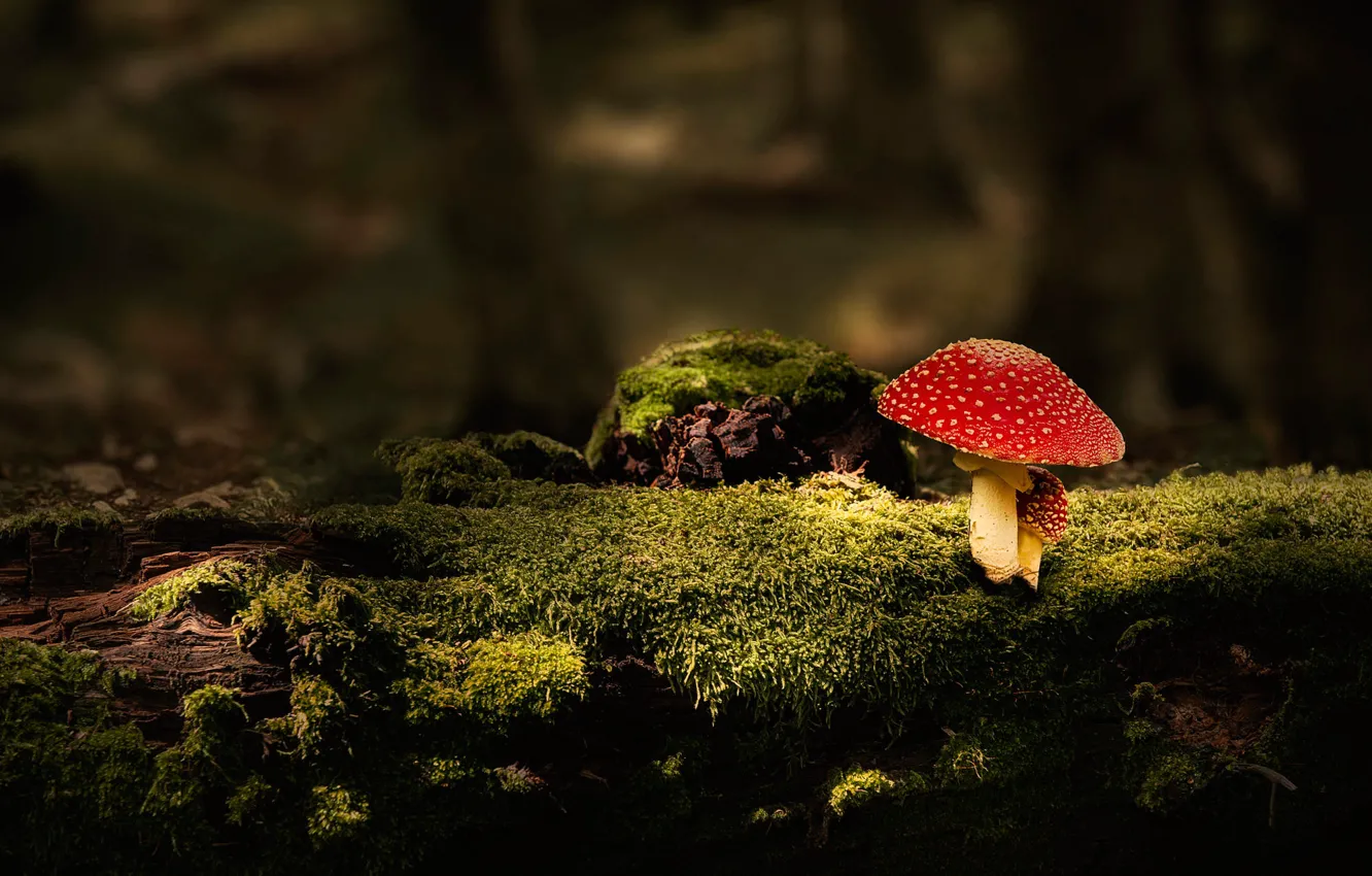 Photo wallpaper forest, the dark background, mushroom, moss, stump, mushroom, log, mushroom