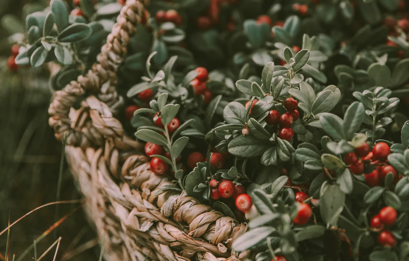 Photo wallpaper berries, basket, cranberry