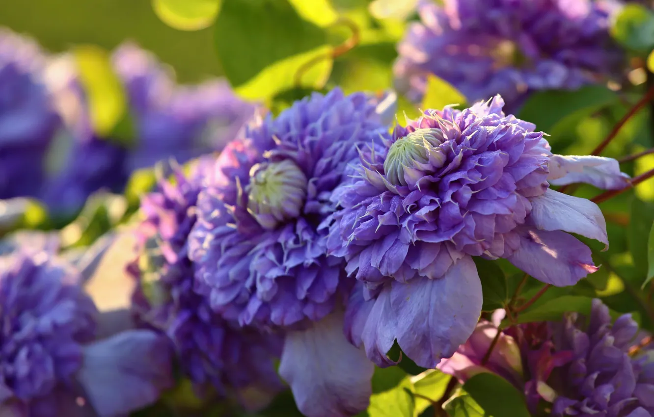 Photo wallpaper macro, lilac, clematis, clematis